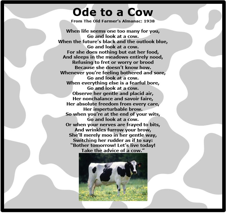 Ode to a Cow