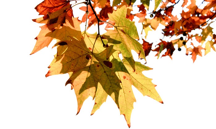 Enjoy Autumn