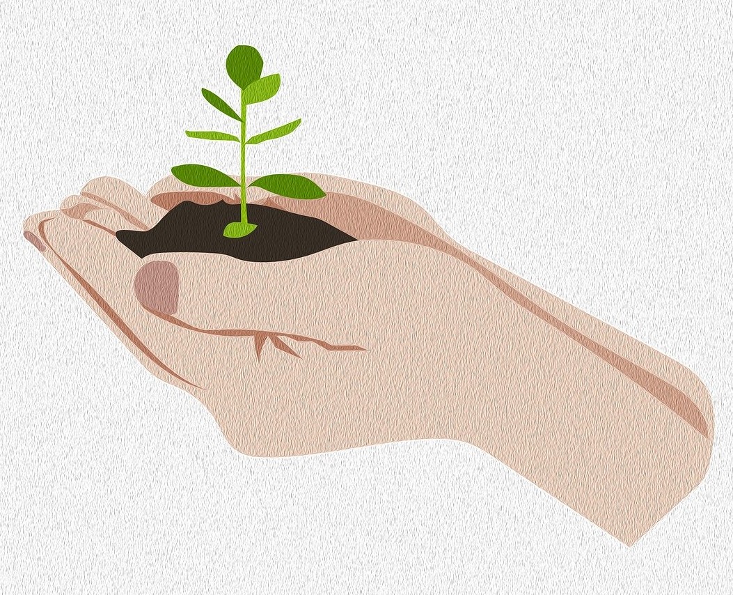biancavandijk-grow-9524787_1280-seed Cupped hands holding a seedling
